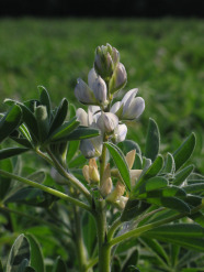 Blüte der Weißen Lupine