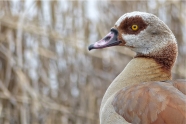 Nilgans