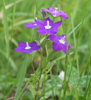 Violette Blüten des Frauenspiegel