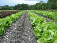 Salat auf dem Feld.