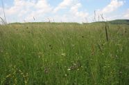 Großer Wiesenknopf, Margeriten und Labkraut in der "Büchelberger Wiese"