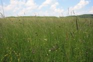 Großer Wiesenknopf, Margeriten und Labkraut in der "Büchelberger Wiese"