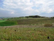 Landschaft mit Hecken und verblühter Blühfläche