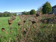 verblühte Blumen