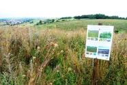 Blühfläche im Herbst mit Schild Lebensraum Blühfläche