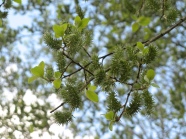 Blätterdach mit jungen Blüten und Blättern