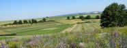 Blick auf Blumenwiese und Äcker