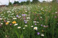 Bunte Wiesenblumen im angesähten Streifen in Altfraunhofen