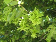 Zweig mit Blättern und Früchten