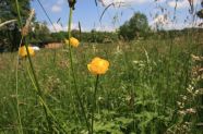 Trollblume auf der "Streuwiese" der Familie Strauss