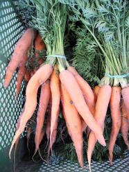 Karotten in einer Gärtnerkiste.