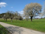 Alte Kirsche auf einer Streuobstwiese