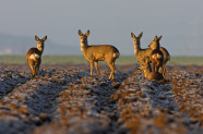 Vier Rehe auf einem von Raureif überzogenen Acker