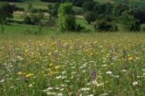 Artenreiche Wiese mit gelben Wiesen-Pippau Blüten