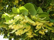 Zweig mit Blüten und Blättern