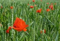 Mohnblumen im ökologischen Getreidefeld