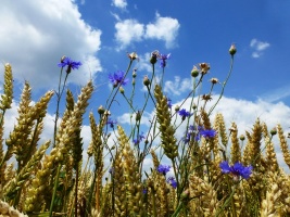 Getreide mit Kornblumen