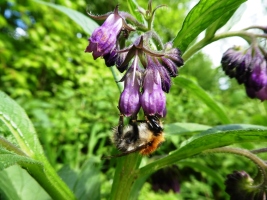 Ackerhummel auf Beinwellblüte