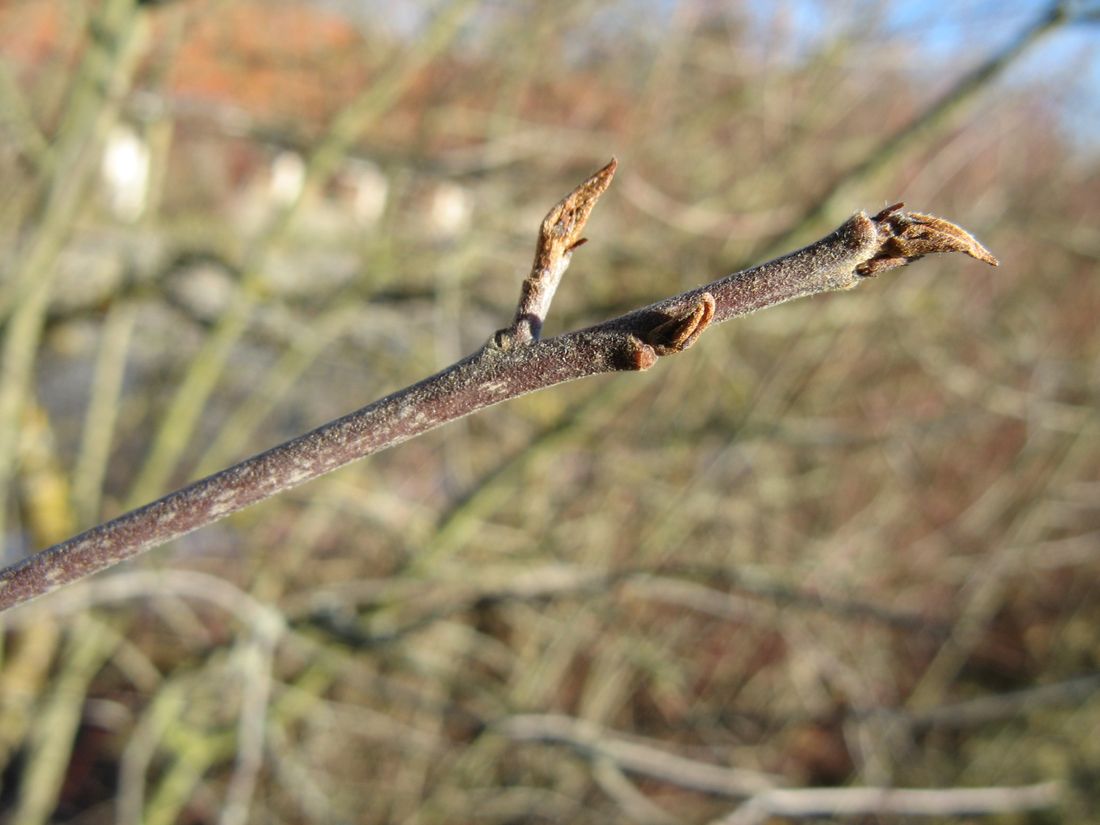 Bildergebnis für frangula alnus knospen