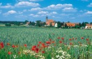 Getreidefeld mit Mohn