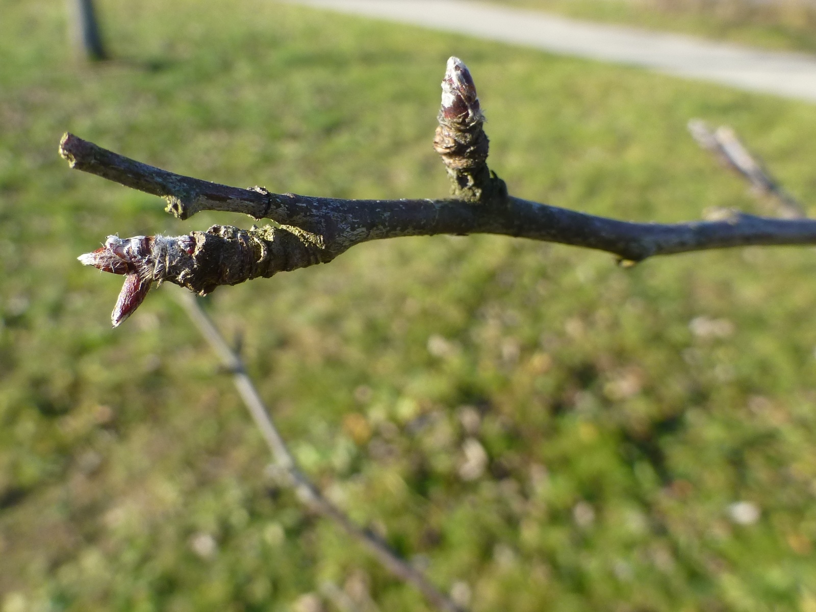 Apfelbaum - Rosaceae - Shop - Gepresste Pflanzen