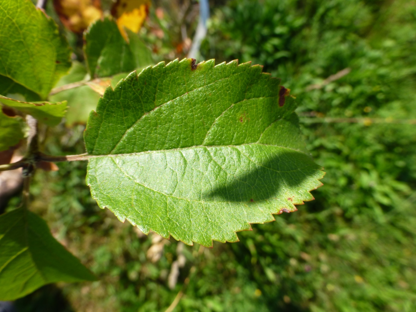 Apfelbaum - Rosaceae - Shop - Gepresste Pflanzen