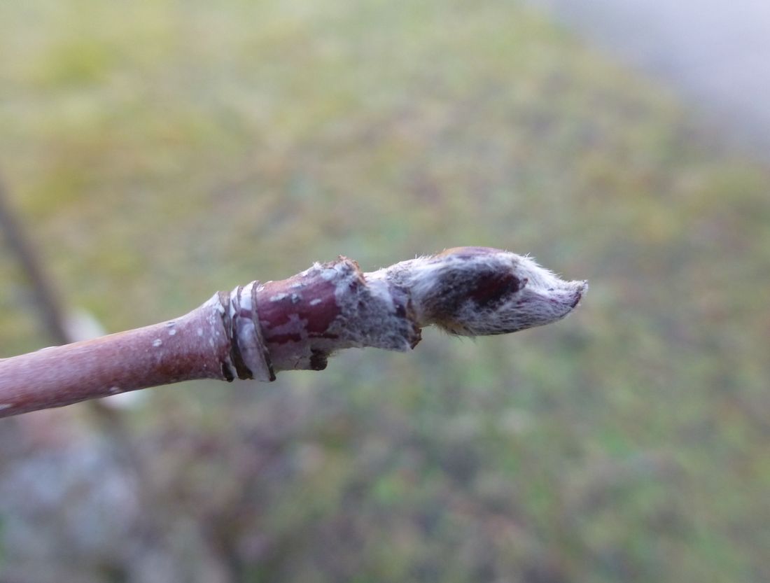 Bildergebnis für sorbus aucuparia knospe