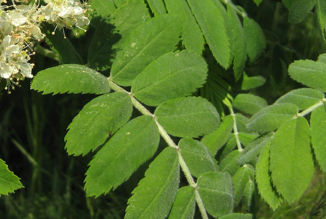 Bildergebnis für sorbus domestica blatt