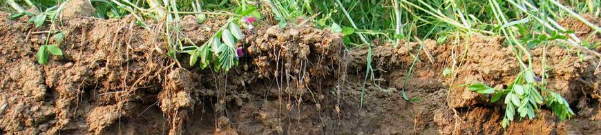 Kopfbild Bodenprofil mit Zwischenfruchtanbau