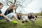 Die zwei Töchter füttern Hühner auf einer Wiese