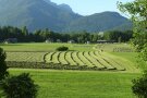 Wiese mit Heuschwaden vor bewaldeten Bergen.