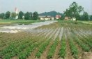 Teilweise unter Wasser stehender Kartoffelacker