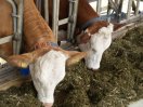 Zwei Kühe im Fressgitter im Stall