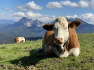 Fleckvieh auf der Weide vor gebirgigem Hintergrund