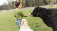wertvolle Erfahrung auf einem Landwirtschaftlichen Betrieb mit Tieren. Eine Frau streichelt ein junges Galloway Rind auf einer Wiese mit einem Bündner Oberländerschaf an ihrer Seite. der Seite ein .te
