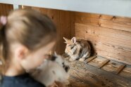Mädchen hält ein Kaninchen und ein weiteres Kaninchen steht auf dem Boden