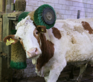 Eine Kuh reibt sich den Kopf an einer Massagebürste.