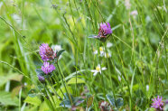 Wiese mit rotem Klee und Gänseblümchen