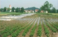 teilweise unter Wasser stehender Kartoffelacker