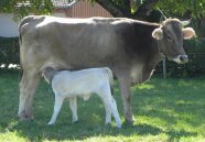 Milchkuh mit Kalb