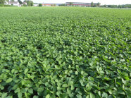 Auf einem großen Feld sind junge Sojabohnenpflanzen angebaut.