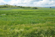 Landschaft mit Getreidefeld und Hügeln im Hintergrund