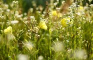 Blumenwiese mit den gelben Blüten der Nachtkerze