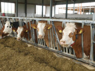 Milchkühe im Stall am Futtertisch 