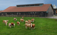 Rinder auf einer Weide vor einem Offenstall