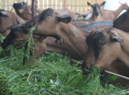 Ziegen beim Fressen von geschnittenem Gras