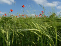 Noch grünes Getreidefeld mit blühenden Mohn