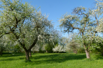 Blühende Bäume auf einer Streuobstwiese.