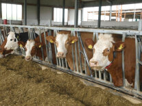 Milchkühe im Stall am Futtertisch