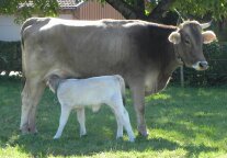 Milchkuh mit Kalb